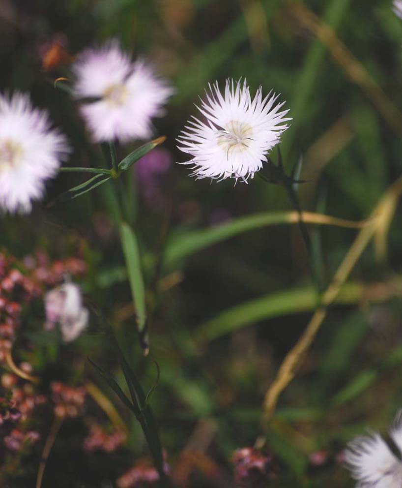 sempre da Campocecina Dianthus monspessulanus